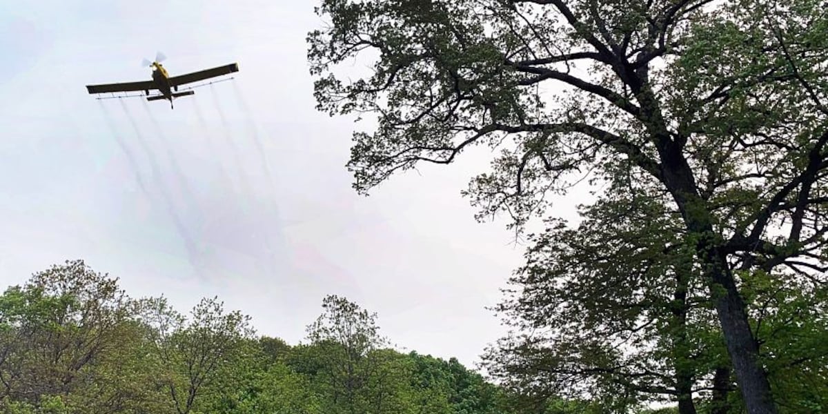 Minnesota to begin aerial treatment for spongy moths in four counties in coming weeks