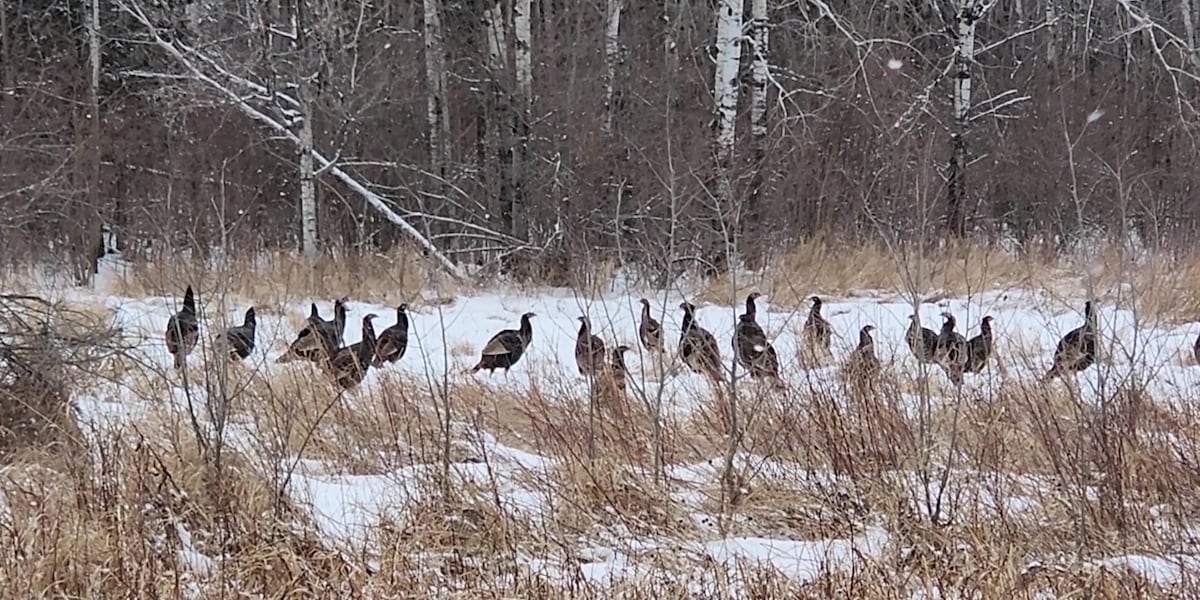 The resurgence of wild turkeys in the Northland started in 1971 with 29 individuals. The resurgence of wild turkeys in the Northland started in 1971 with 29 individuals.