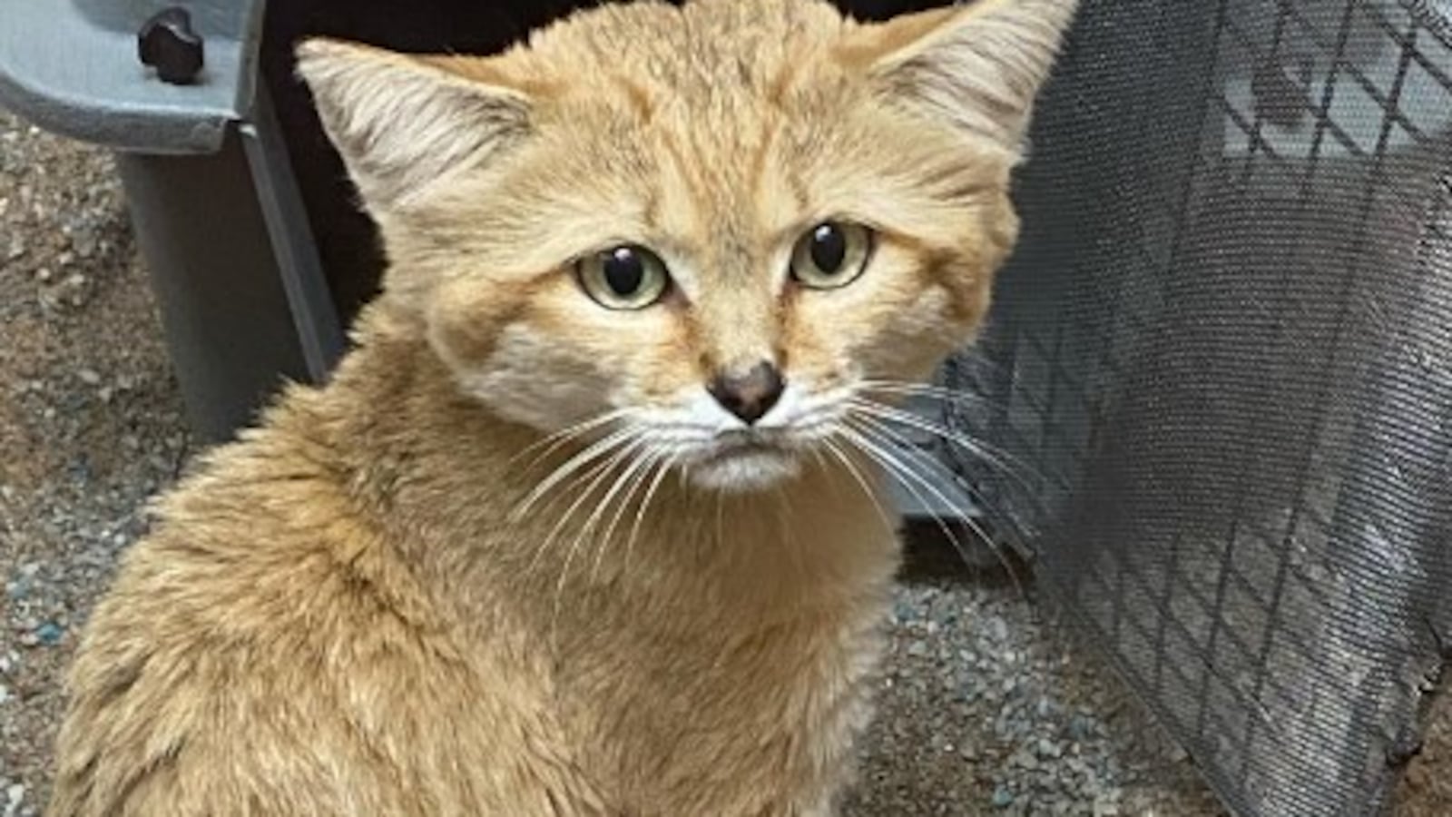 Lake Superior Zoo welcomes new sand cats