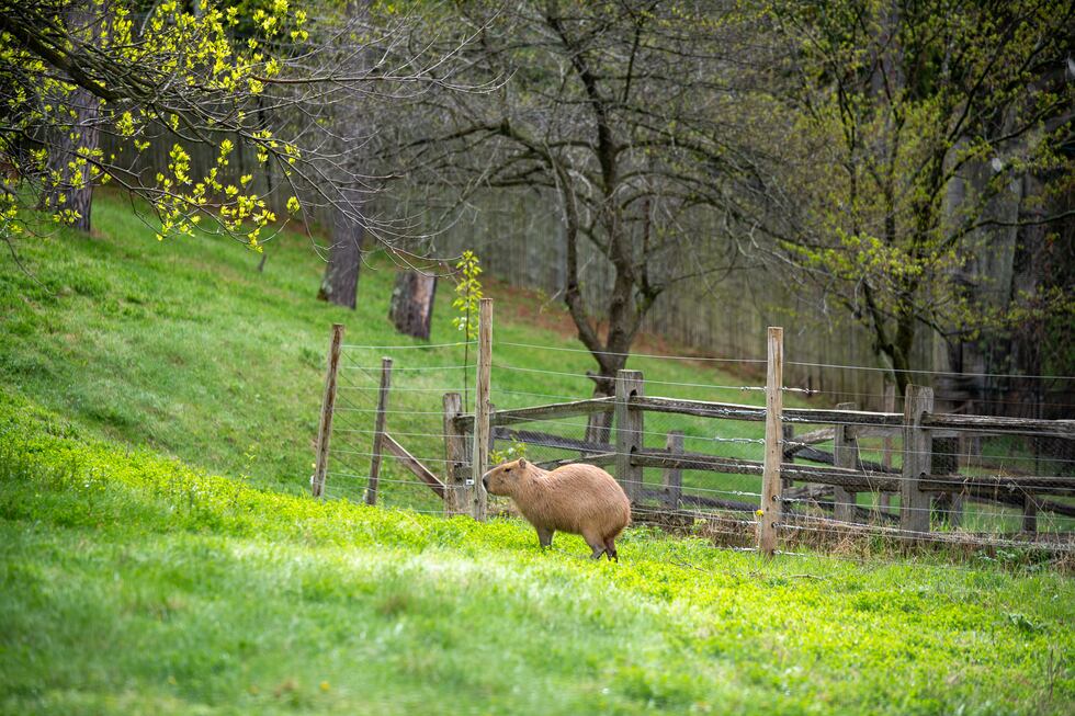 Danny the capybara