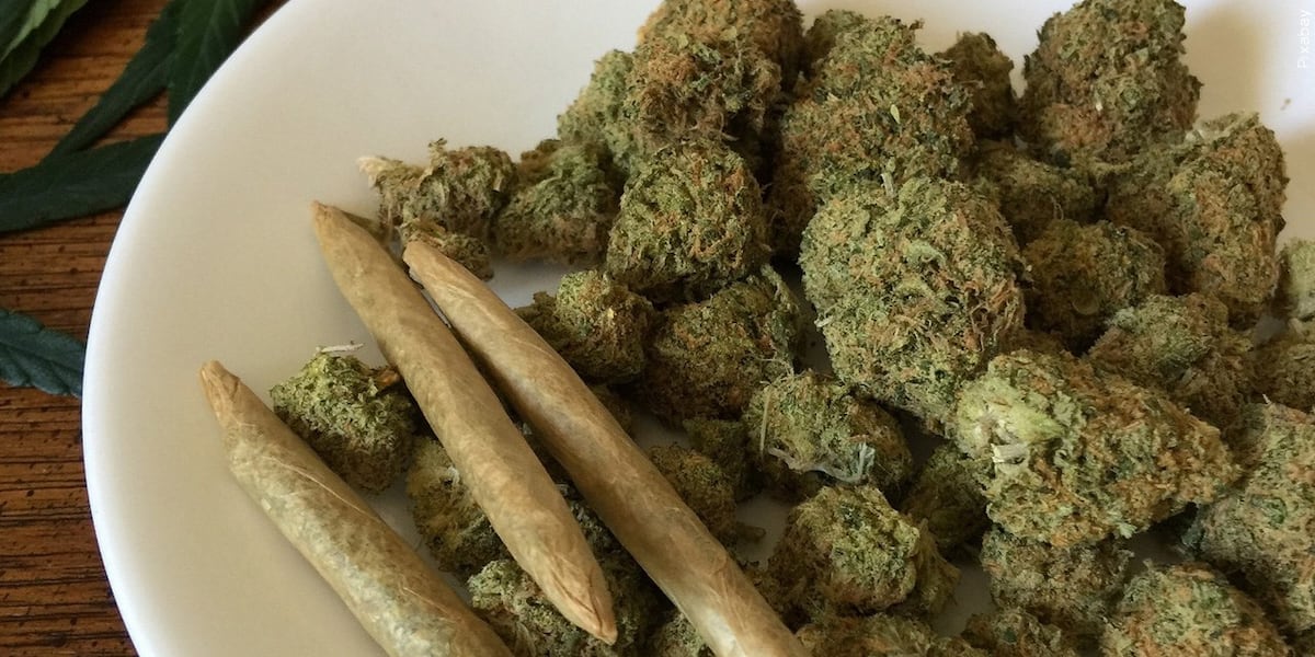 Minnesota cannabis business license applications to open this month Minnesota cannabis business license applications to open this month