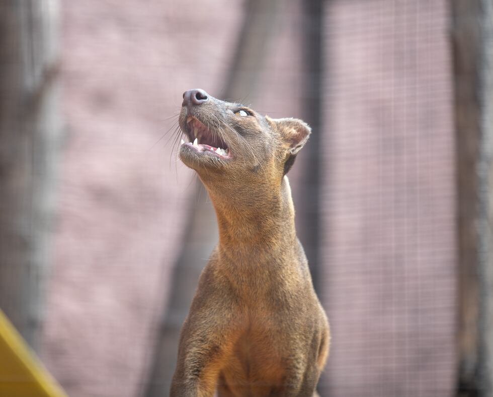 Foosa at Lake Superior Zoo