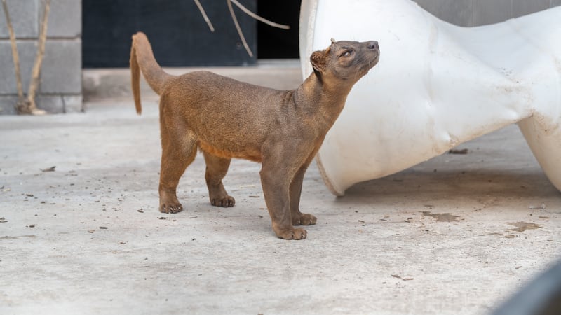 One of Lake Superior Zoo's new fossae brothers