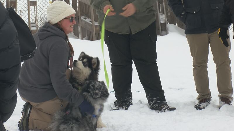 Small & Mighty: KQDS holds 2023 Mini Sled Dog Races Saturday