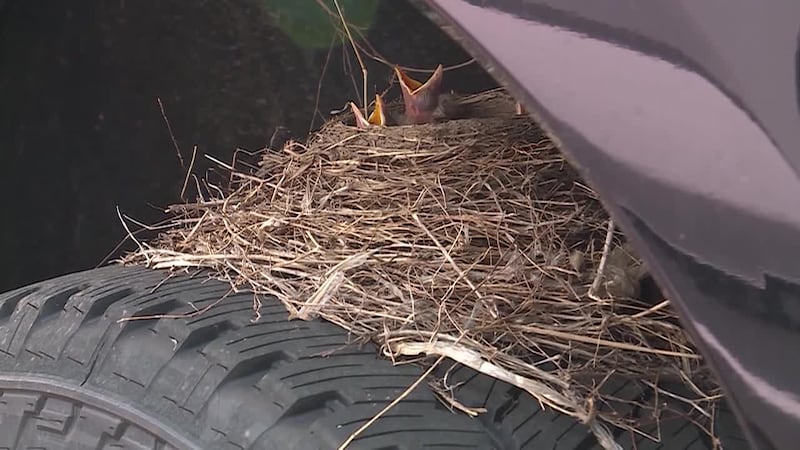 A robin built a nest on the tire of a truck at a car dealership in Kansas.