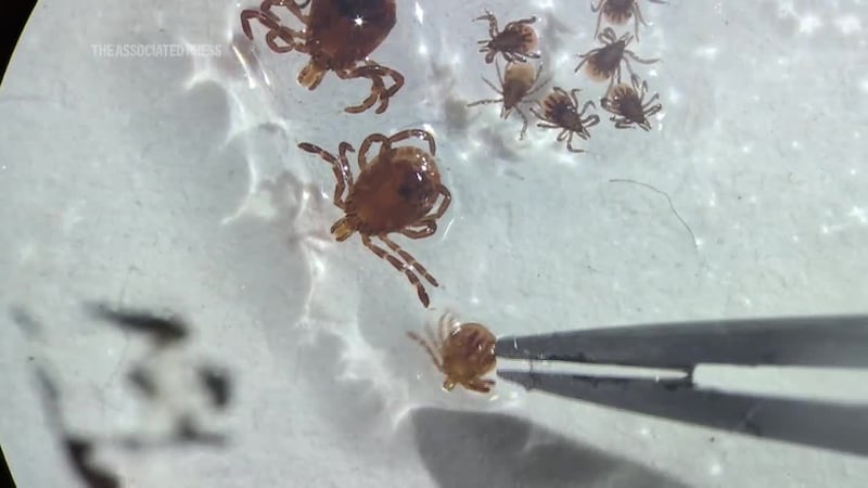 Here's how to protect yourself during tick season. (Source: Associated Press)
