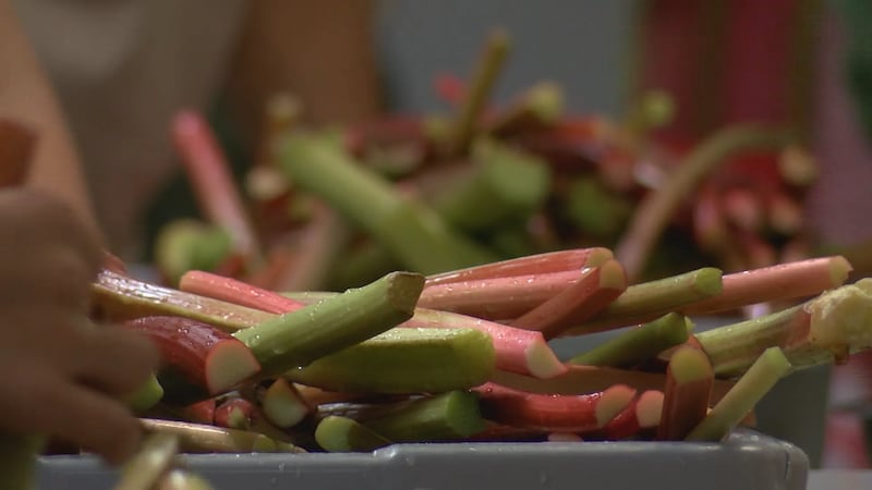 Chum prepares for 21st annual Rhubarb Festival
